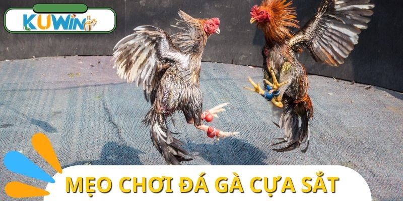 Hướng dẫn cách chơi đá gà cựa sắt theo chiến thuật