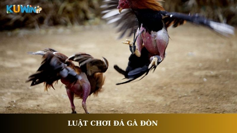 Luật chơi đá gà đòn