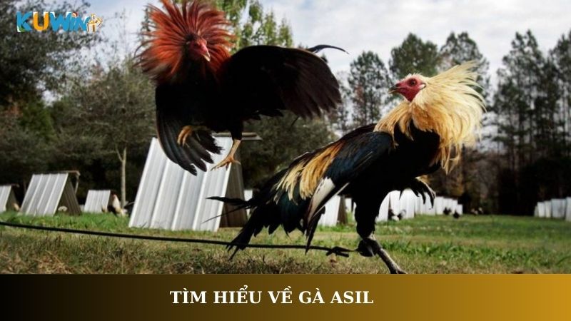 Tìm hiểu về Gà Asil